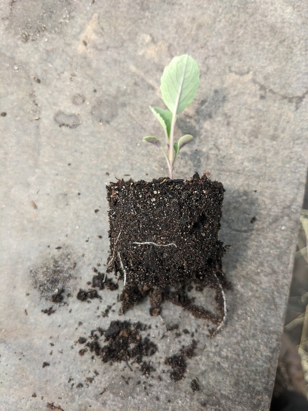 Kohlrabi-Jungpflanze mit wenig Wurzeln. Zu diesem Zeitpunkt gepflanzt, verhalten sich die Wurzeln ähnlich wie bei einer Direktsaat, da sie noch keinen Drall durch zu beengte Töpfe haben.