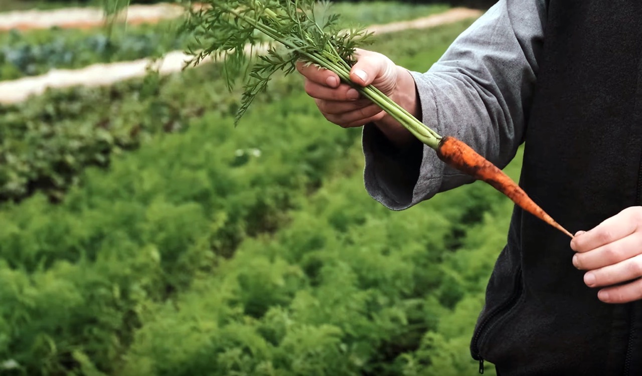 Gardener holding a plant